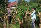 Jagung Siap Panen, Bhabinkamtibmas Desa Winong Dorong Warga Optimalkan Lahan Produktif